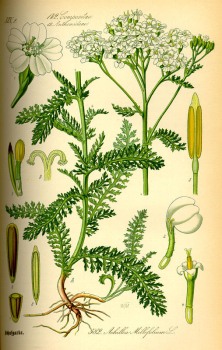 Schafgarbe Blüten bio